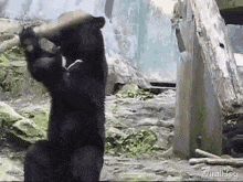 bears-free-animated-gameznet 01.gif